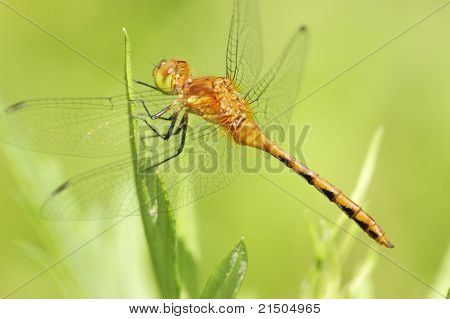 Kadın sarı ayaklı Meadowhawk