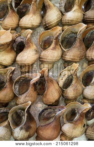 Fresh raw whelk shells full frame at Kyoto;s Nishiki market