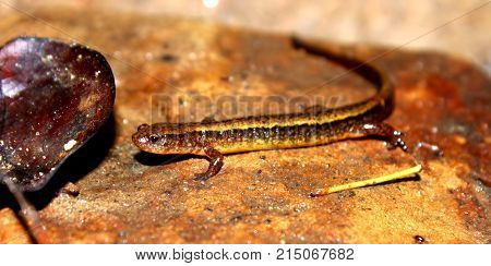 Southern Two-lined Salamander (Eurycea cirrigera) in an Indiana stream