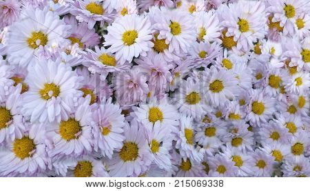Autumn flower nature background-the field of chrysanthemums. Background with blooming chrysanthemums. Closeup of autumn flowers.