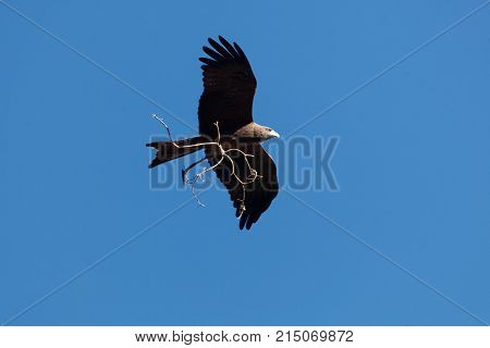 Yellow Billed Kite (milvus Aegyptius)