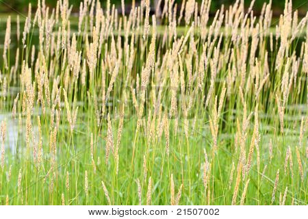 Reed scagliola (Phalaris arundinacea)