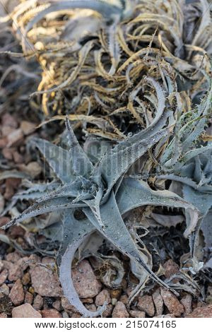 dyckia marnier lapostollei estevesii succulent cactus close up
