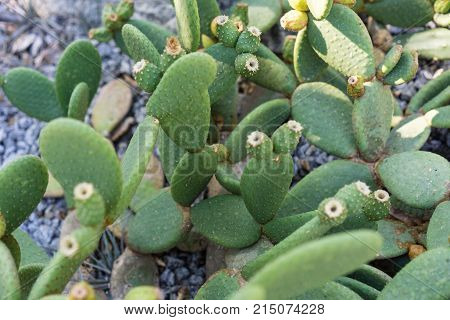 tacinga inamoena cactus succulent close up on rock