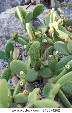 tacinga inamoena cactus succulent close up on rock