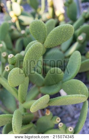 tacinga inamoena cactus succulent close up on rock