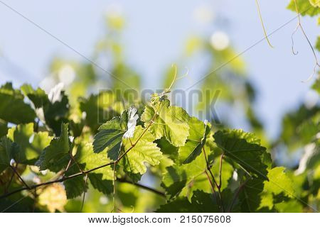 young grapes on nature . In the park in nature