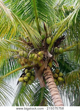 close up of beautiful swaying palm fronds