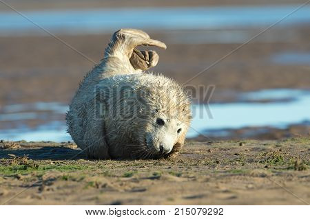 Atlantic Grey Seal Pup (Halichoerus grypus) on sandy beach