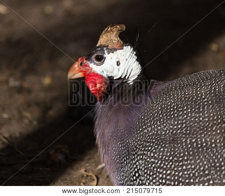 portrait of guinea fowl . In the park in nature