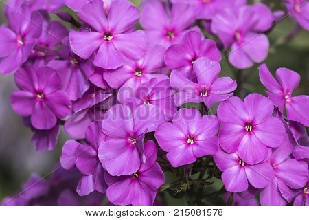 Purple flame flowers of phlox (Phlox paniculata)