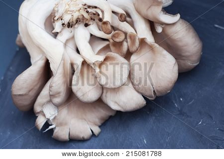 Close-up of White Mushroms Against Blue Background.