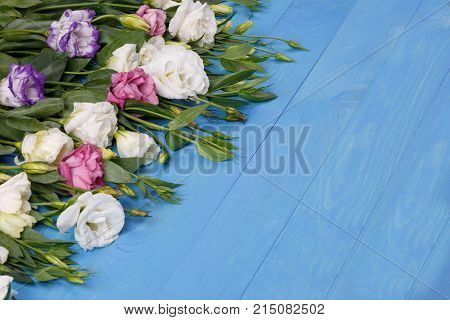 Japanese roses of different kinds with green petals lie in a row on the left on a blue wooden background