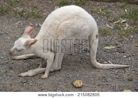 the albino tammar wallaby is about to hop away