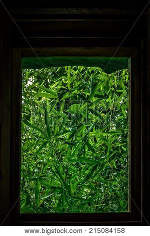 View through mesh window of green bamboo plants growing outside