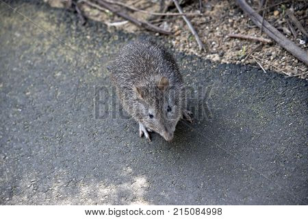 the long nose potoroo is looking for food