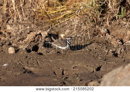 Three Banded Plover (charadrius Tricollaris)