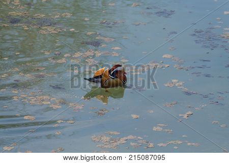 Mandarin Duck Close Up From Sile River, Italy
