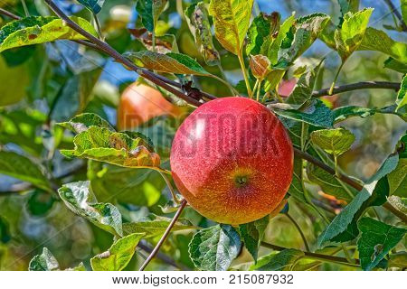 Close-up of beautiful red apple hanging on branch of an apple tree in an autumn sunny day.