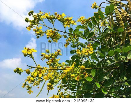 yellow Senna siamea flower in nature garden