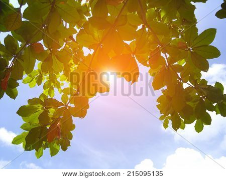close up terminalia catappa leaf on blue sky