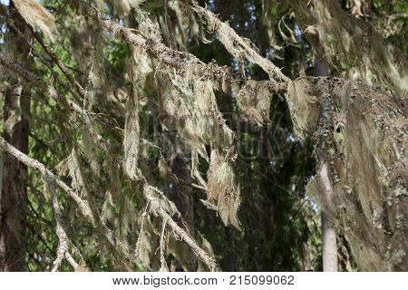 Beard moss hanging in spruce twig in forest