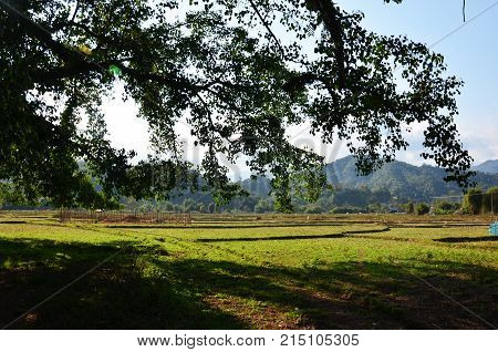 View Of Landscape Of Paddy Or Rice Field In Morning Time At Ban Don Moon Countryside