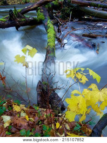 A log spans the rapids while fall colored leaves shine yellow in the foreground, Goldstream Park, British Columbia.
