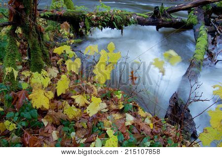Bushes in fall colors on the banks of a river with moss covered logs bridging the rapids Goldstream Park British Columbia.