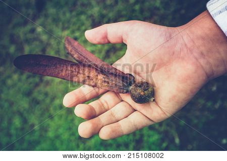 Dipterocarpus Alatus Flower On Child's Hand.