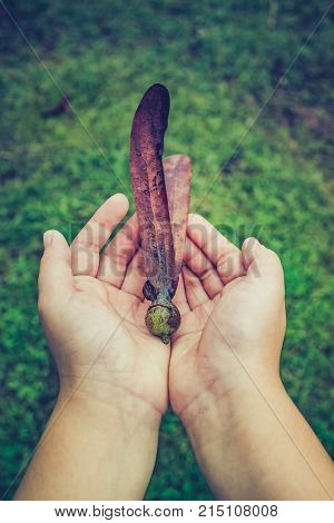 Dipterocarpus Alatus Flower On Child's Hand.