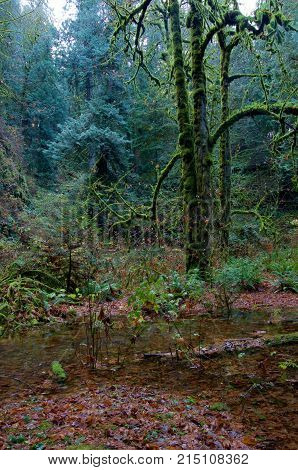 Moss covered maple trees in a flooded ravine near Goldstream river autumn leaves covering the ground Goldstream Park British Columbia.