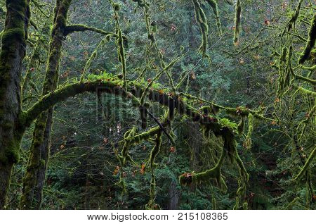 Moss and fern covered branches of maple trees in a ravine in Goldstream Park British Columbia.