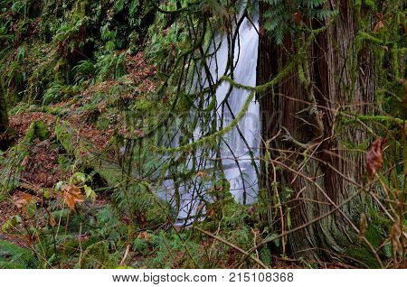 A cedar tree stands beside a small waterfall in Goldstream Park British Columbia The brown leaves of maples cover the ground.