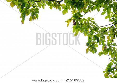 Top view a tropical green leaves with branches with white sky and foliage green background