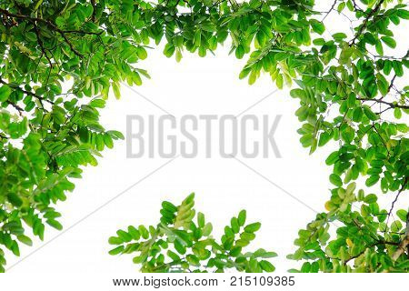 Top view a tropical green leaves with branches with white sky and foliage green background