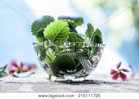 Trachyspermum Ammi Leaves In A Glass Bowl.