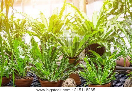 Pots With Growing Ferns In A Tropical Greenhouse.