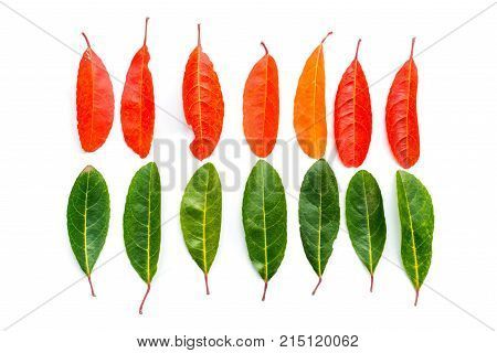 Autumn orange leaf on white background.Green leaves on white.