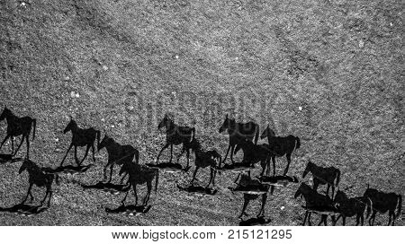 Beautyfull black and white picture from horses. Hungarian Máta stud farm Hortobágy