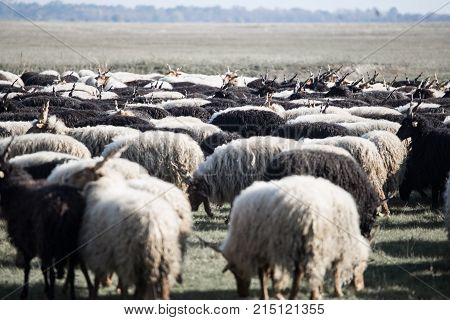 Racka Shape of Hungary on Hortobágy .