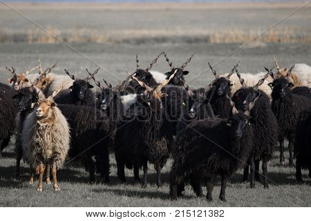 Racka Shape of Hungary on Hortobágy .