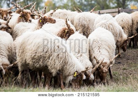 Racka Shape Of Hungary