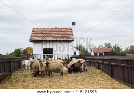 Racka Shape Of Hungary
