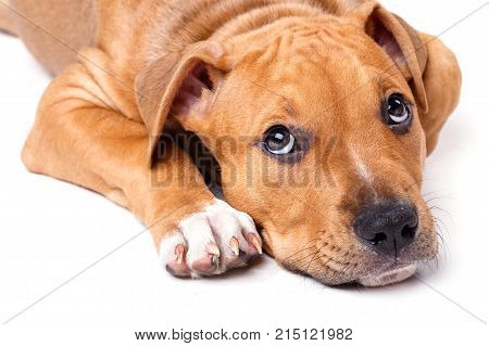 Cute Staffordshire Terrier Puppy