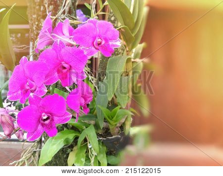 Purple flowers; Dendrobium orchids with leaves and roots grow on tree trunk; blurred background with flare light. Copy-space for put text on the right.