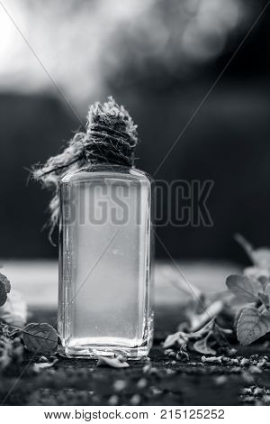Ocimum tenuiflorum,Holy Basil leafs on rusted wooden surface with extracted oil of holy basil.