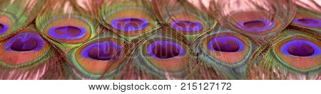 Banner Bright texture of natural peacock feathers. Tinted effect decorative background