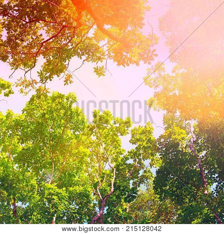 The branches of the Bush in autumn colours against the clear sky. Gentle Toned effect