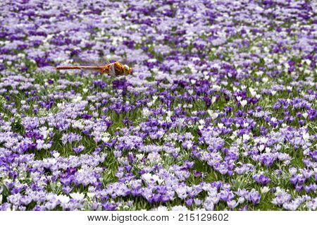 Dragonfly Flying Above A Pink White Color Crocus Flower Field